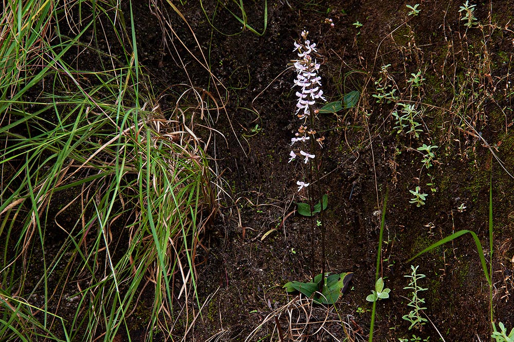 Cynorkis debilis