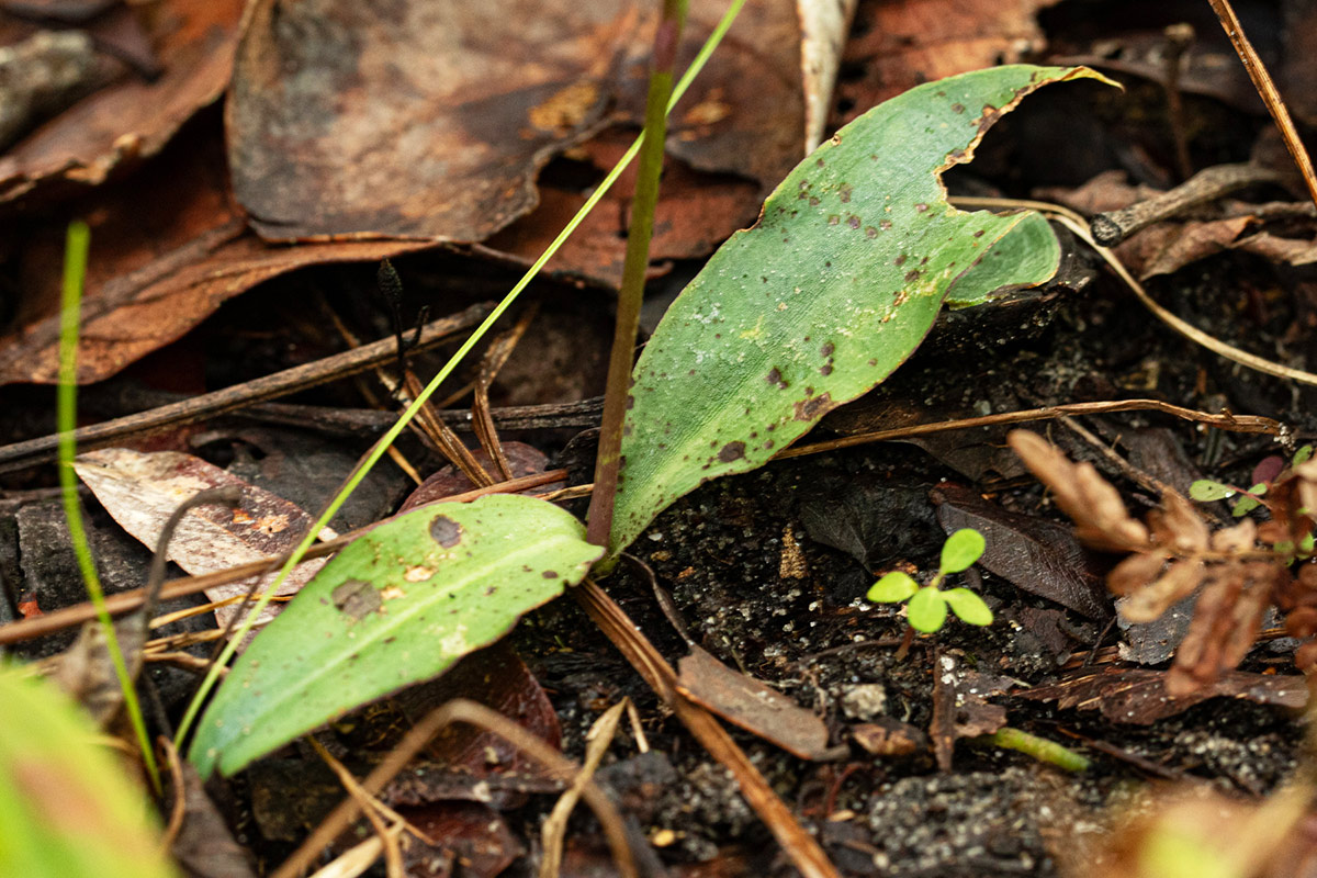 Cynorkis debilis