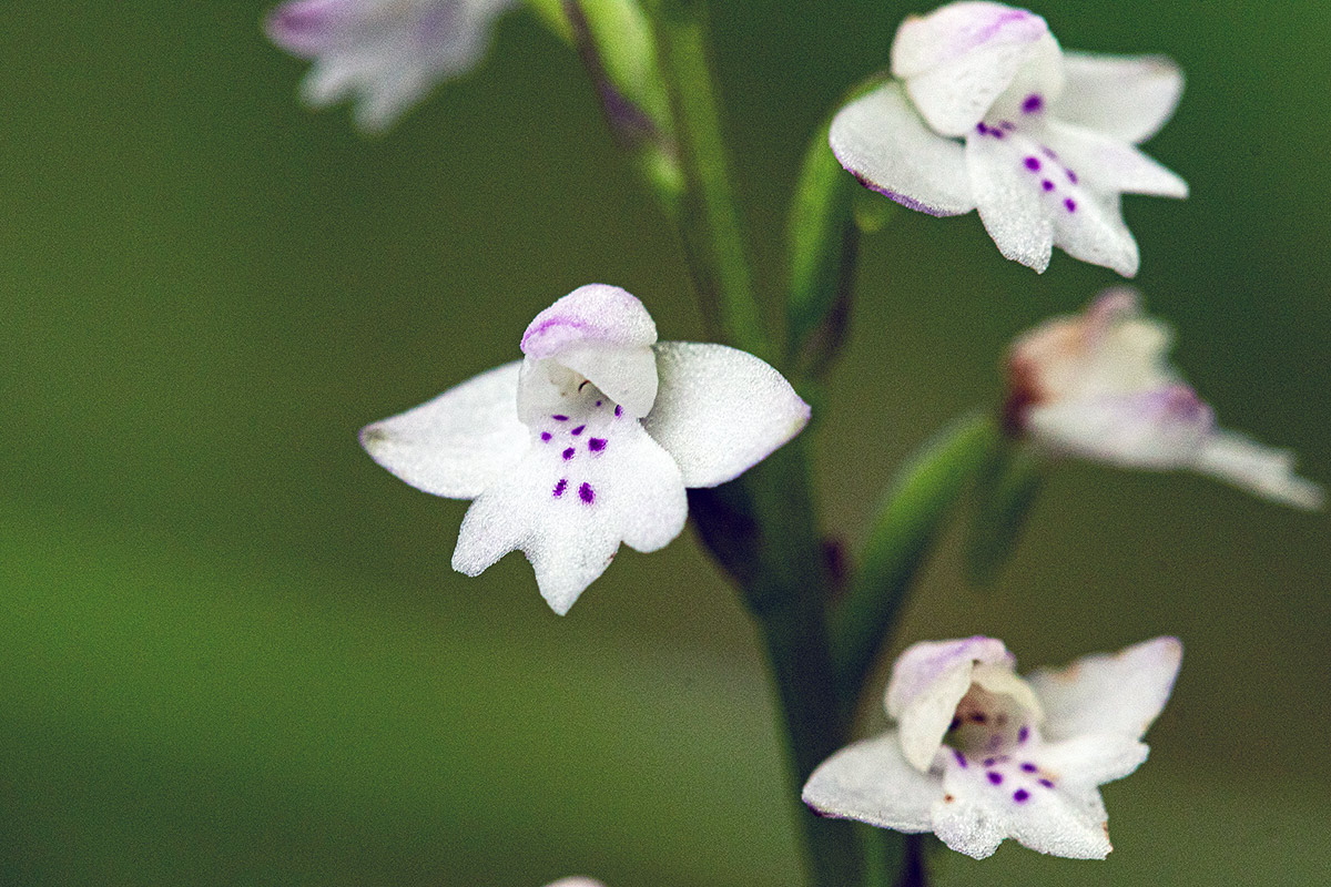 Cynorkis debilis