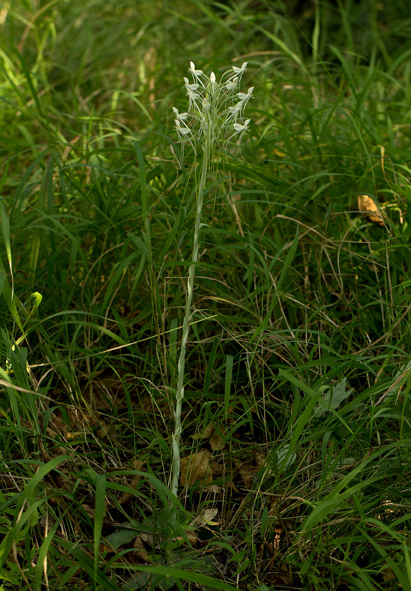 Habenaria armatissima