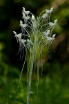 Habenaria armatissima