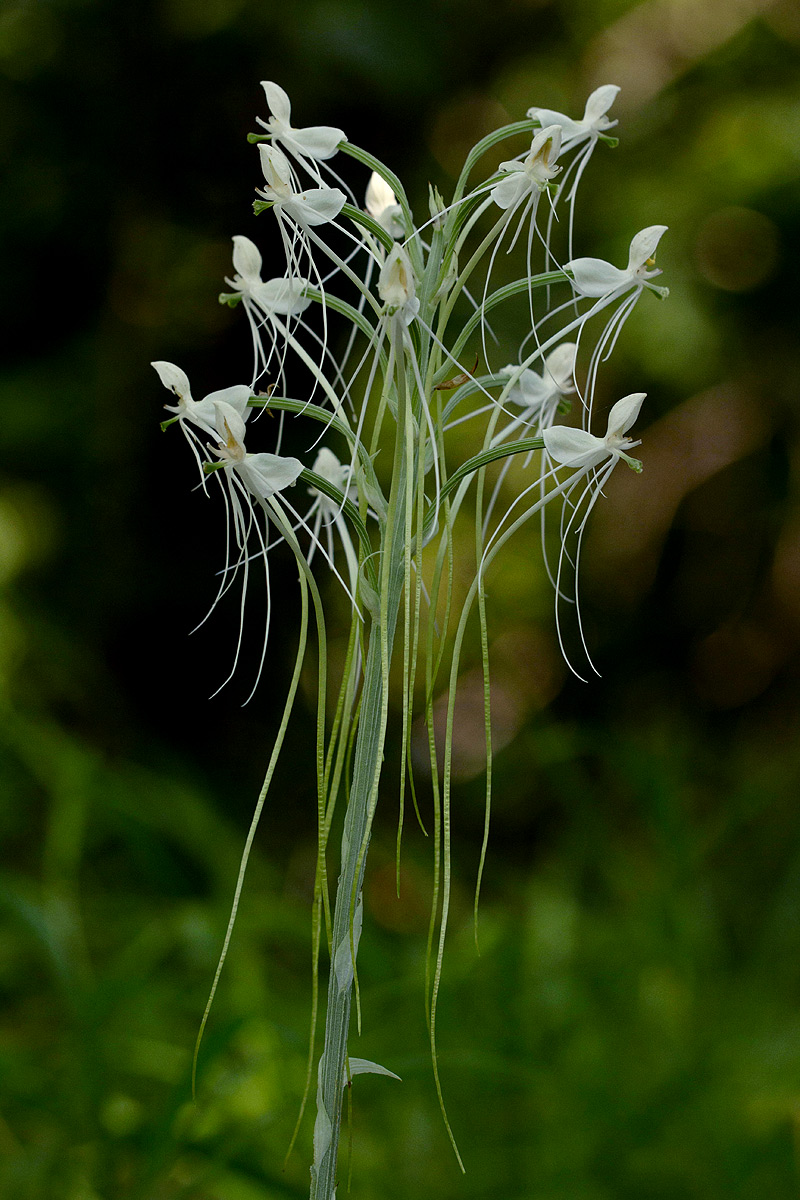 Habenaria armatissima