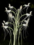 Habenaria armatissima
