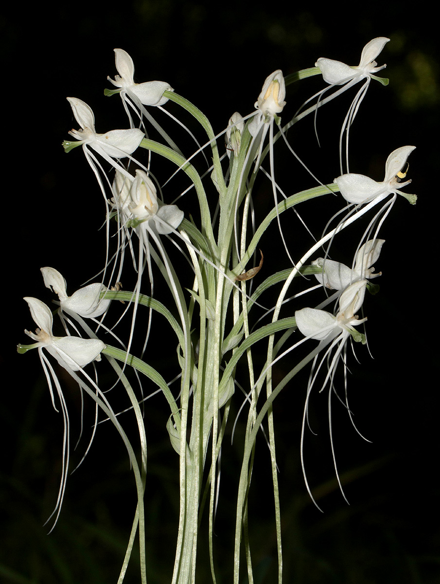 Habenaria armatissima