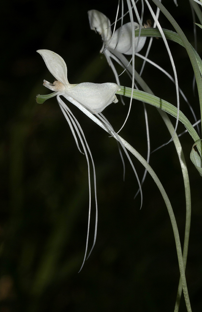 Habenaria armatissima