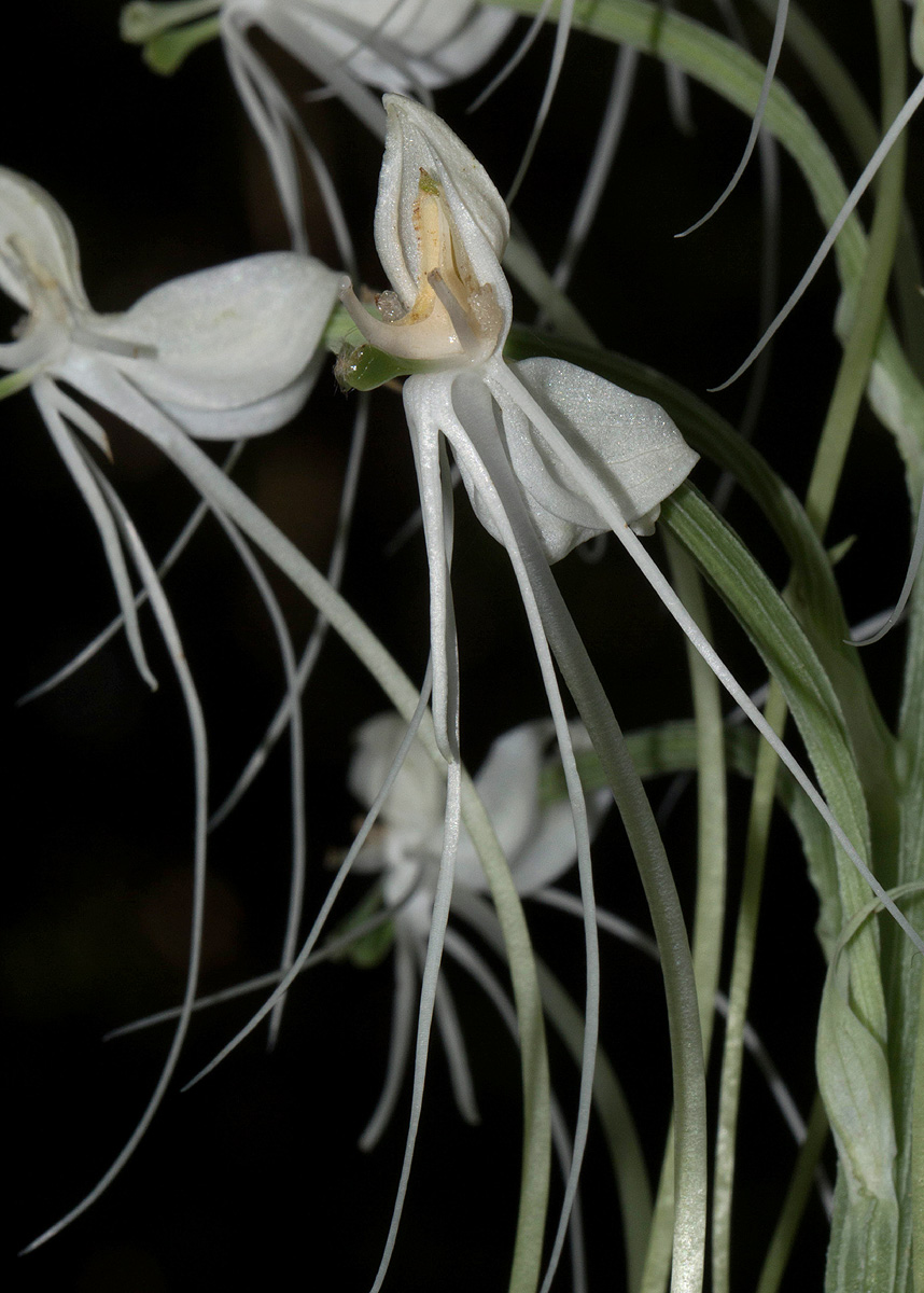 Habenaria armatissima