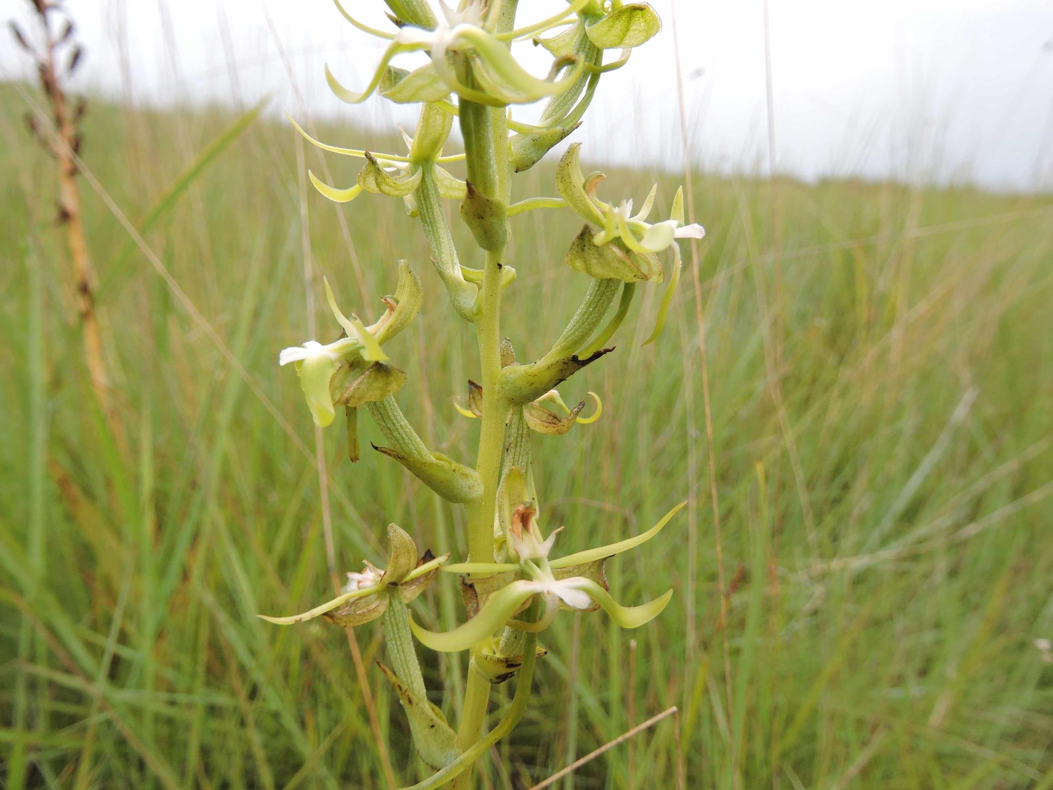 Habenaria calvilabris