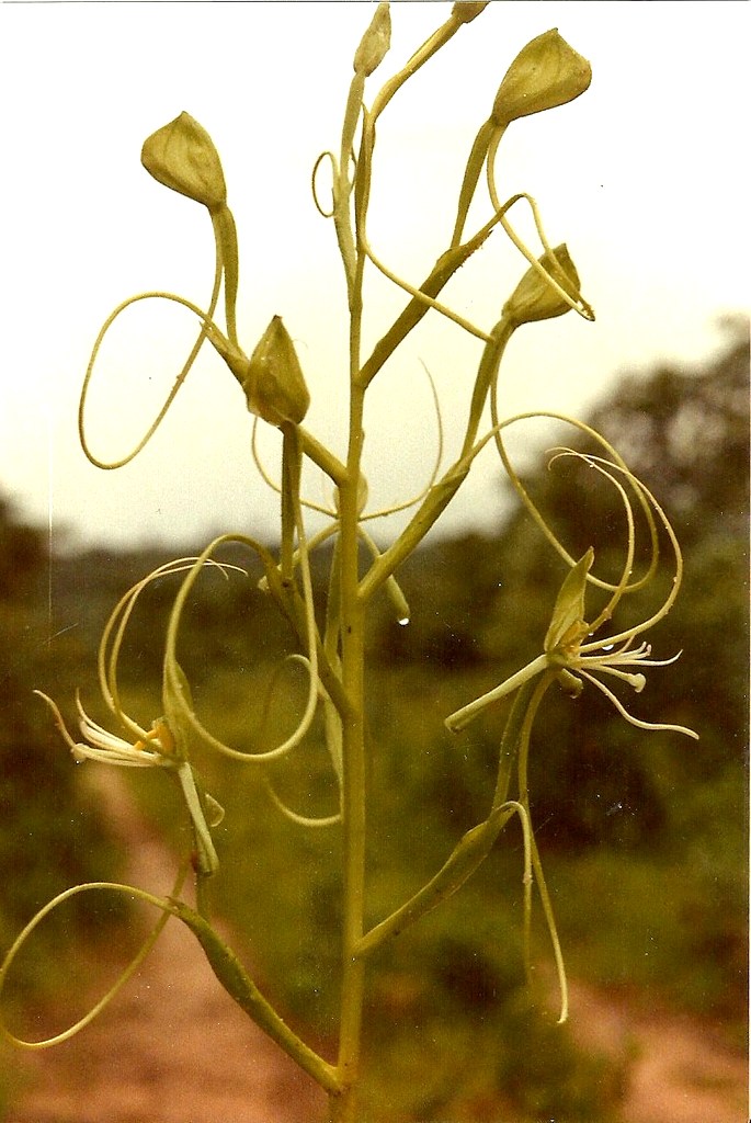 Habenaria cirrhata