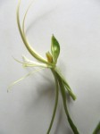 Habenaria cirrhata