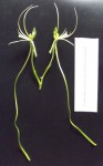 Habenaria cirrhata