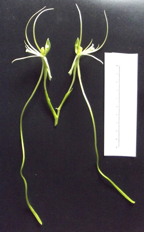 Habenaria cirrhata