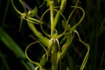 Habenaria clavata