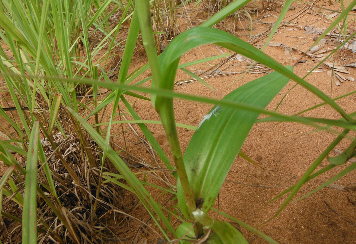 Habenaria clavata