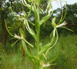 Habenaria clavata