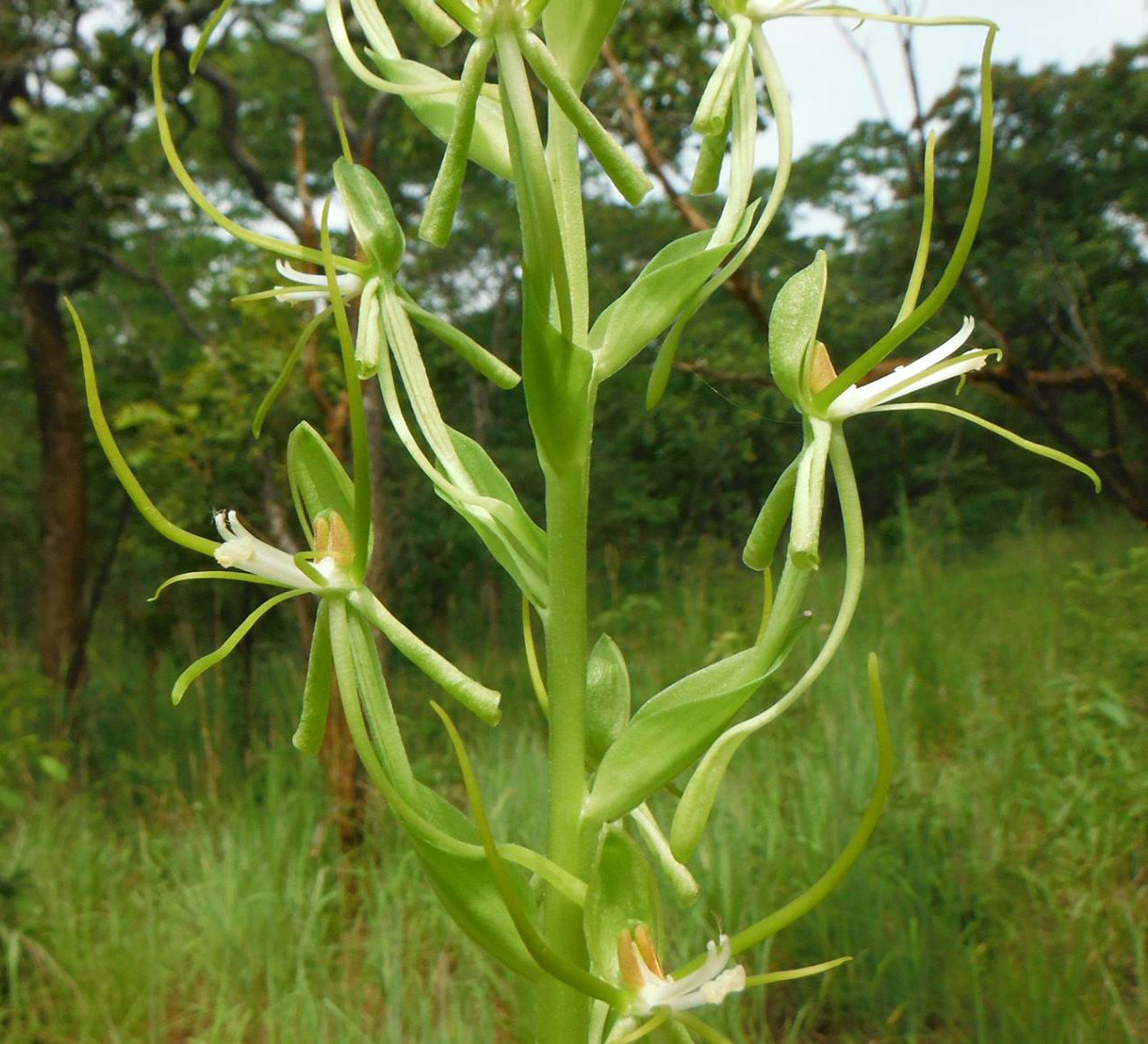 Habenaria clavata