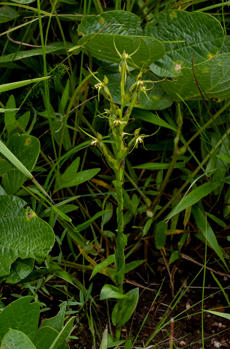 Habenaria clavata