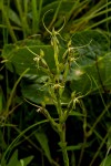 Habenaria clavata