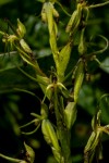 Habenaria clavata