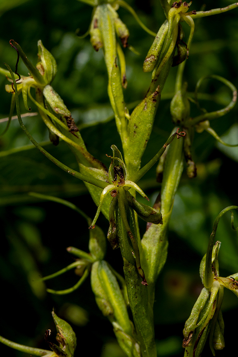 Habenaria clavata