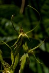 Habenaria clavata