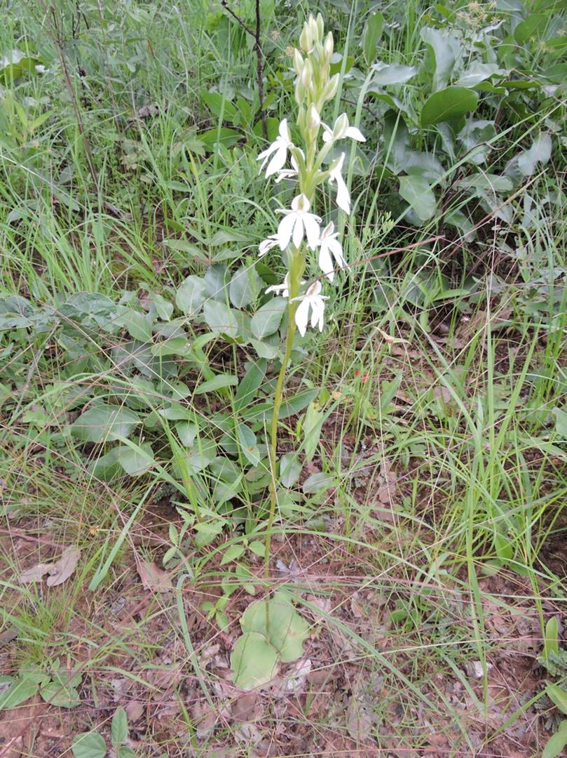 Habenaria debeerstiana Habenaria debeerstiana