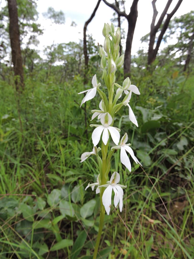 Habenaria debeerstiana Habenaria debeerstiana