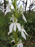 Habenaria debeerstiana