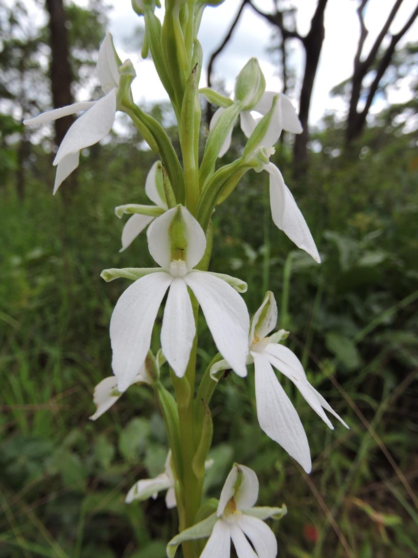 Habenaria debeerstiana Habenaria debeerstiana
