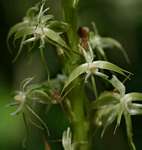 Habenaria disparilis