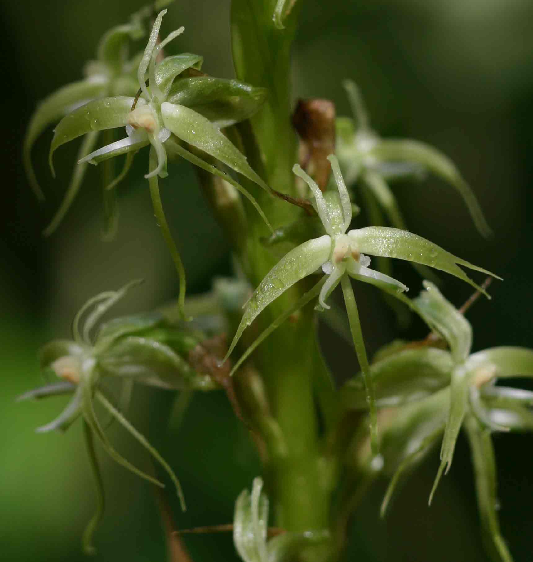 Habenaria disparilis
