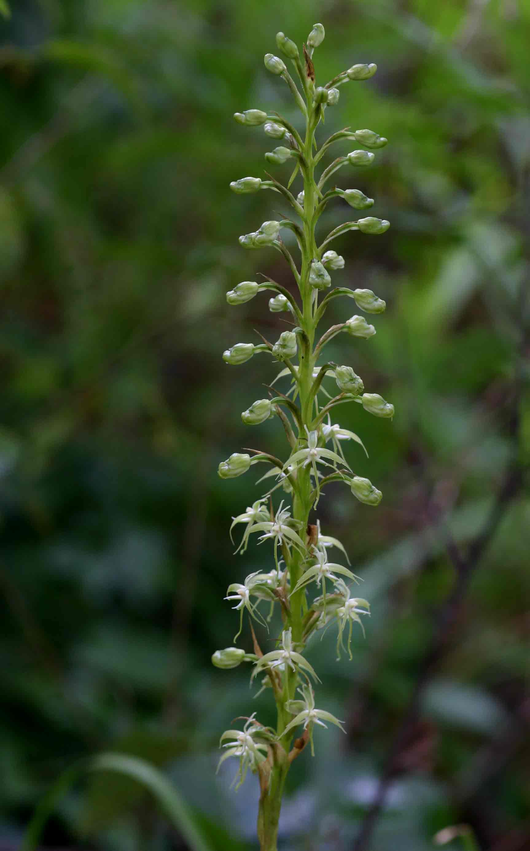 Habenaria disparilis