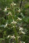 Habenaria disparilis