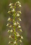Habenaria disparilis