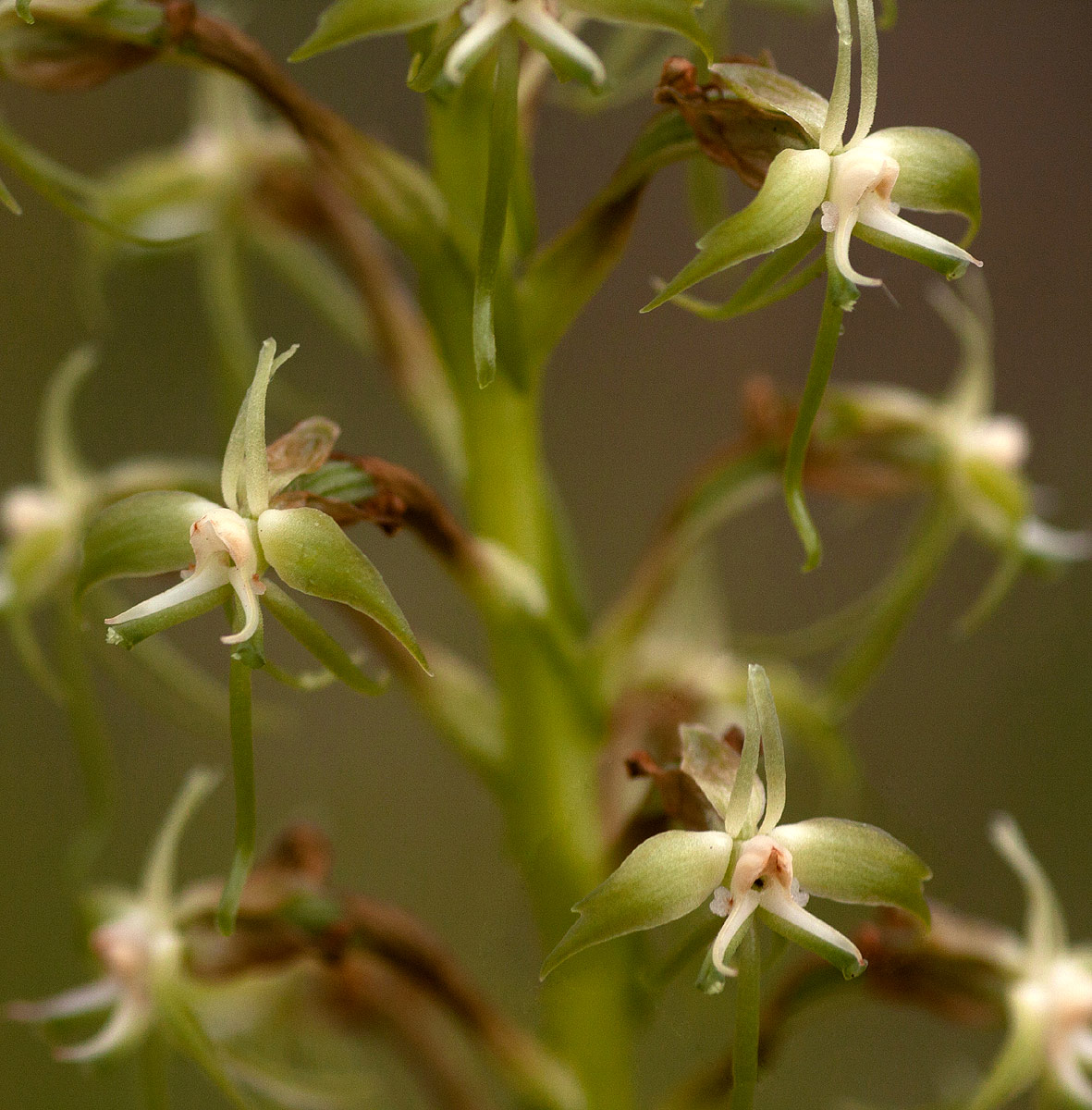 Habenaria disparilis