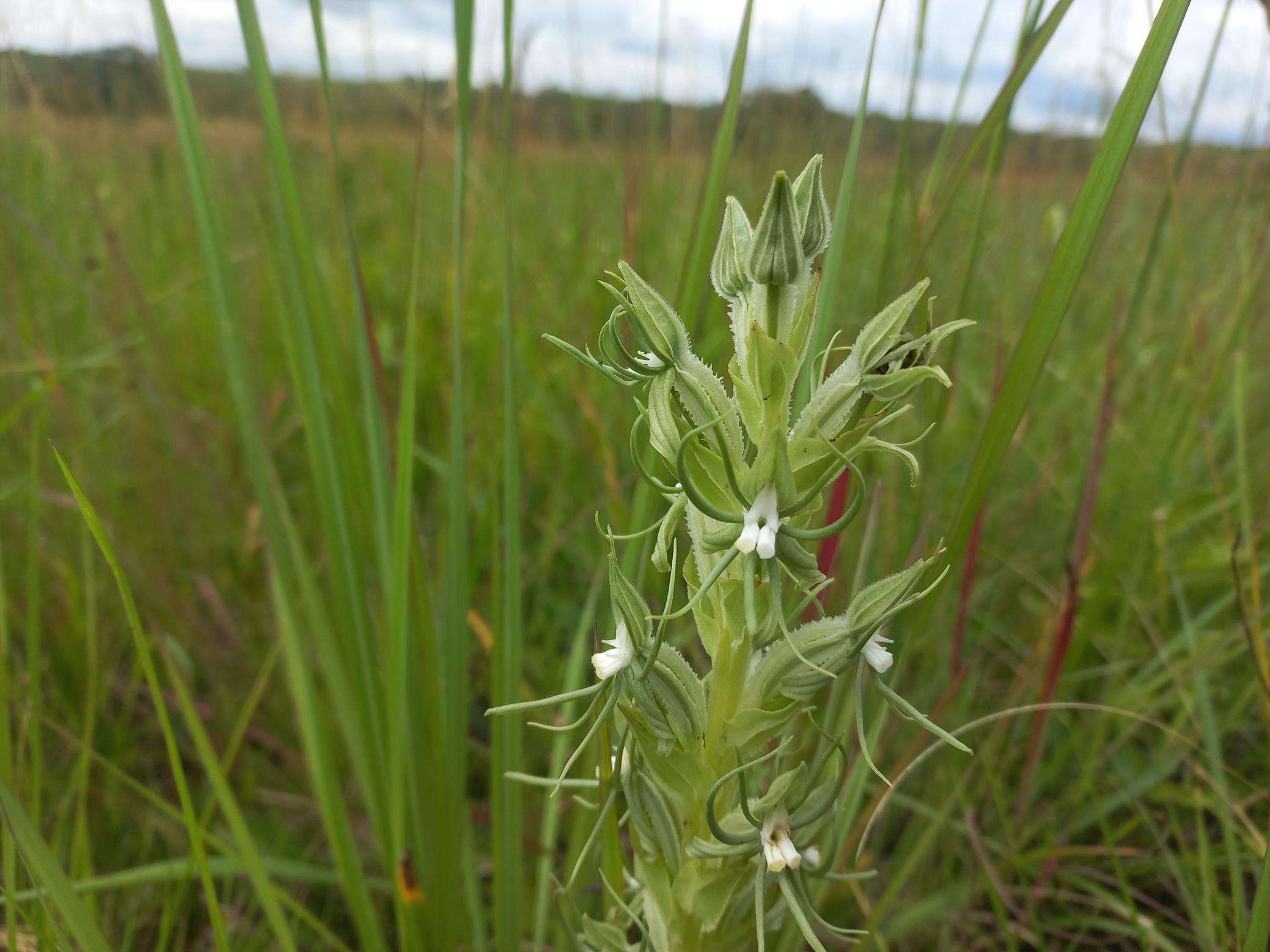 Habenaria lindblomii Habenaria lindblomii