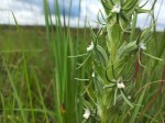 Habenaria lindblomii