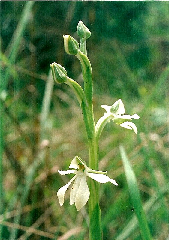 Habenaria macrura Habenaria macrura