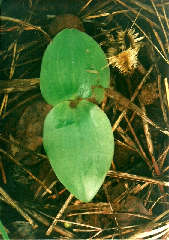 Habenaria macrura Habenaria macrura