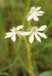 Habenaria macrura