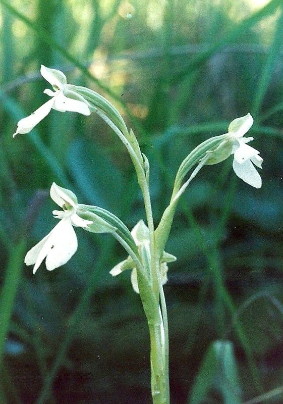Habenaria macrura Habenaria macrura