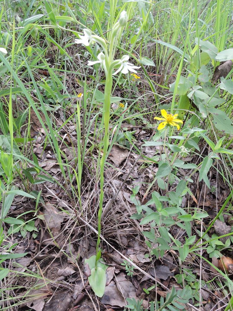 Habenaria macrura Habenaria macrura