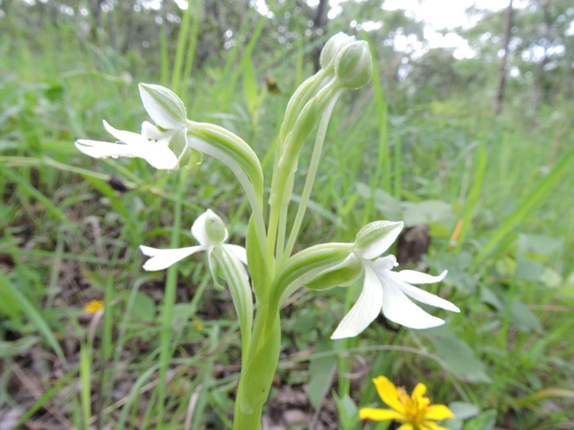 Habenaria macrura Habenaria macrura