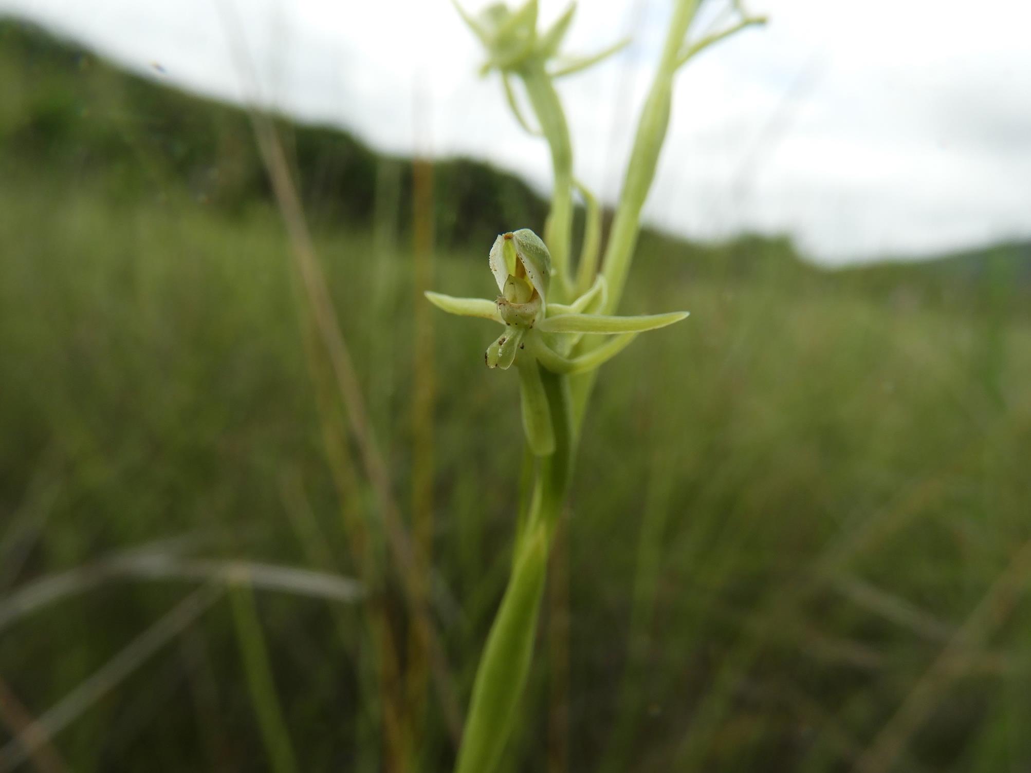 Habenaria magnirostris