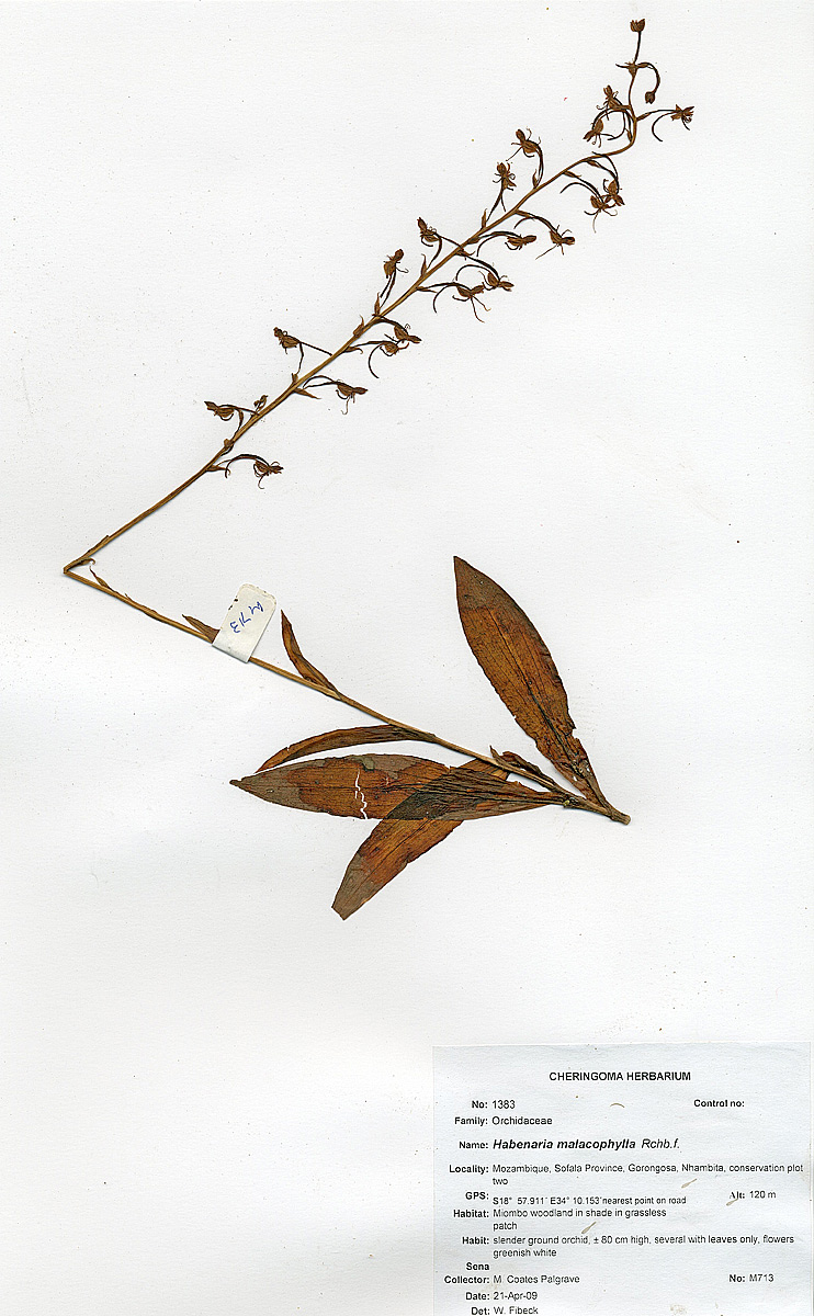 Habenaria malacophylla