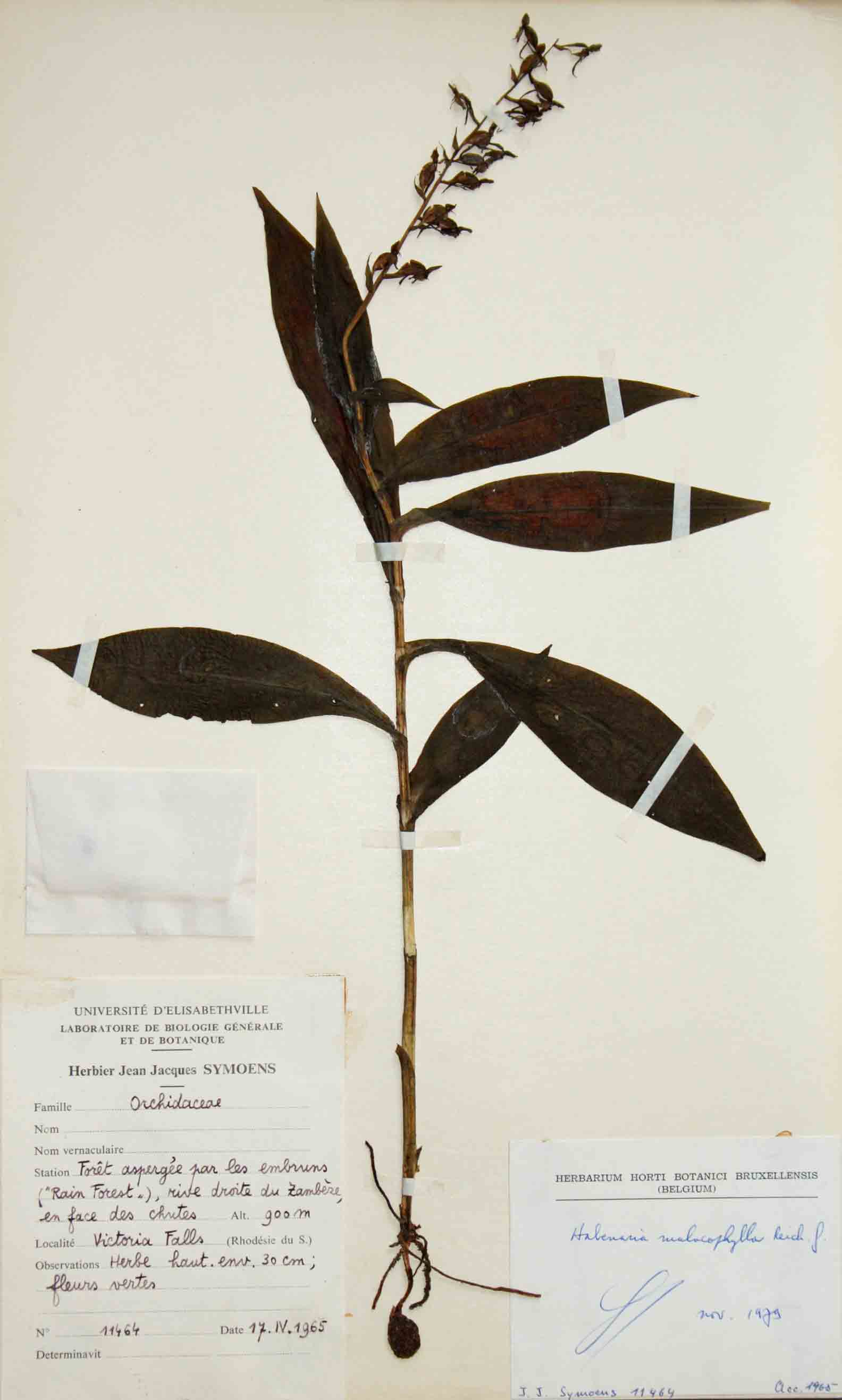Habenaria malacophylla