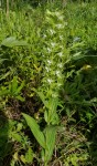 Habenaria praestans var. praestans