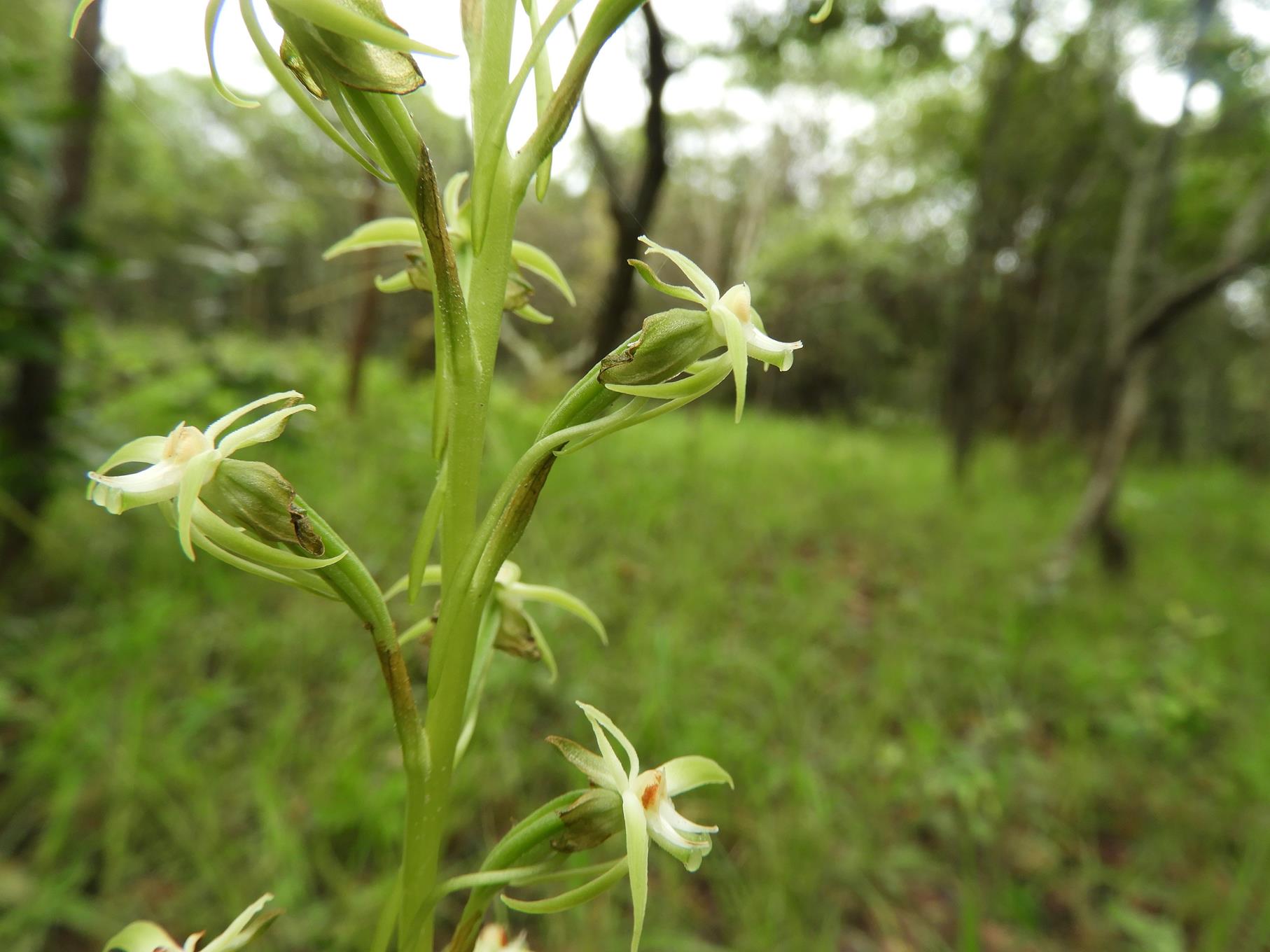 Habenaria retinervis