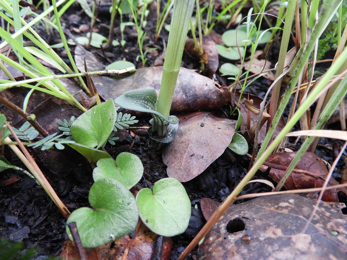 Habenaria retinervis