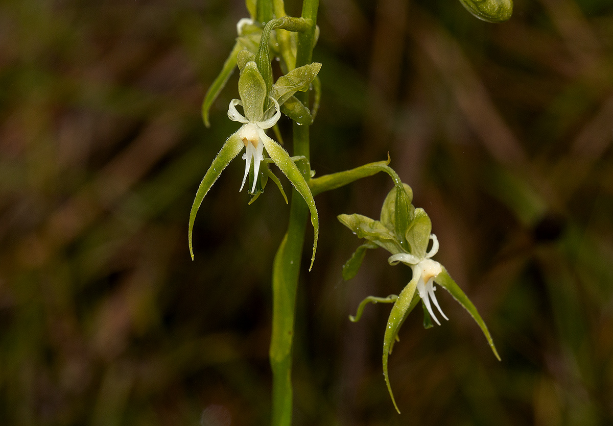 Habenaria schimperiana