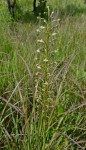 Habenaria sochensis